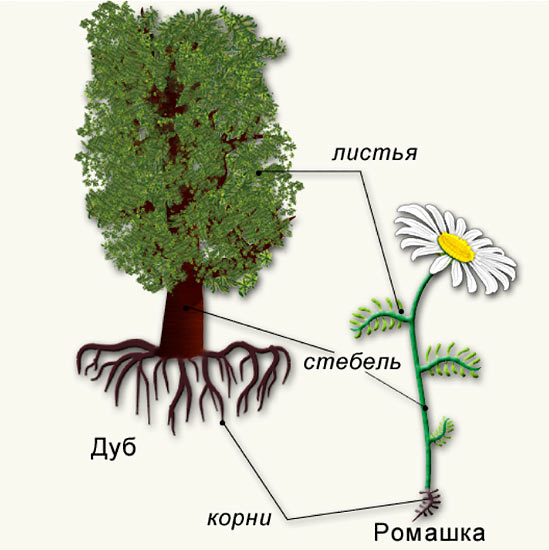 Картинка ромашка с корнем